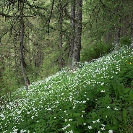 Gites L'Epilobe Сен-Леже-ле-Мелез Екстериор снимка